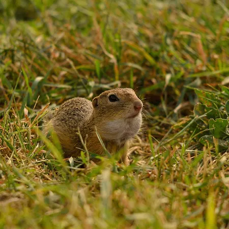 Gaestehaus Familie Trachsler Rohrendorf bei Krems
