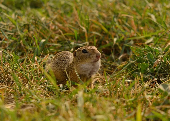 Gaestehaus Familie Trachsler Rohrendorf bei Krems