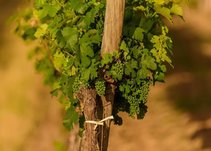 Gaestehaus Familie Trachsler Rohrendorf bei Krems